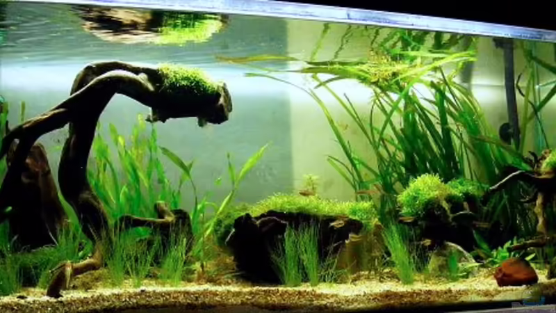 Exclusiv von Aquascape-Guru für EB - Grundkurs ..wie ein Becken entsteht