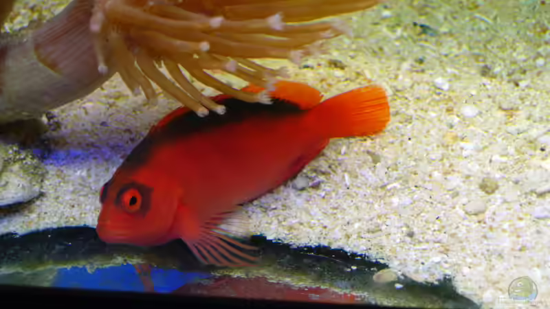 Aquarien mit Neocirrhites armatus (Feuer-Korallenwächter)