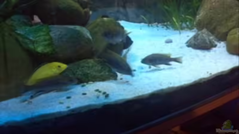 Fischfutter - einige (eigene)Gedanken