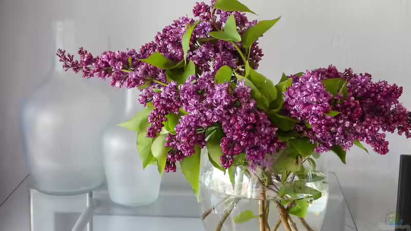 Flieder schneiden für die Vase – ohne die Pflanze zu schädigen