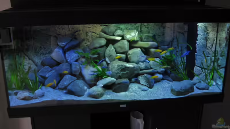Frontalansicht Aquarium