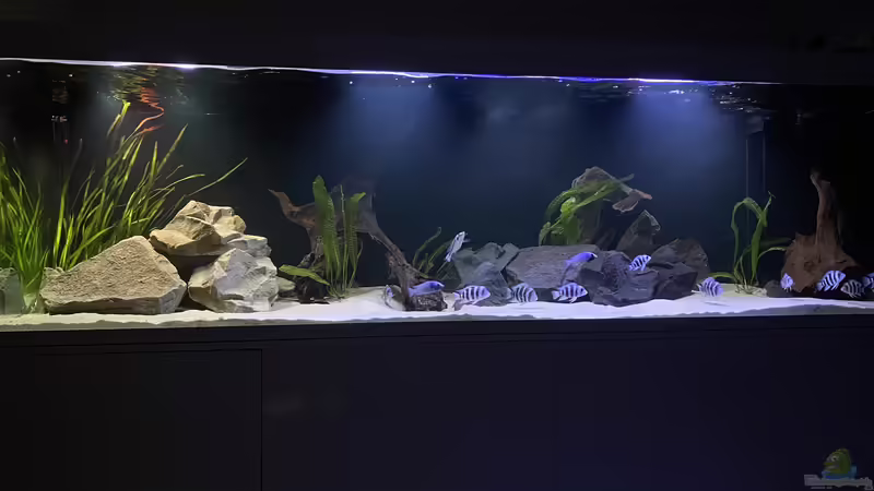 Frontosa Imperium