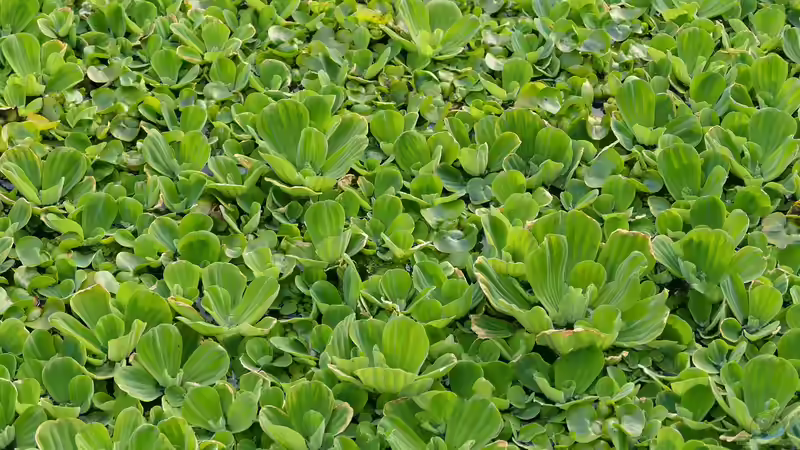Froschbiss statt Muschelblume: Eine heimische Alternative für den Gartenteich