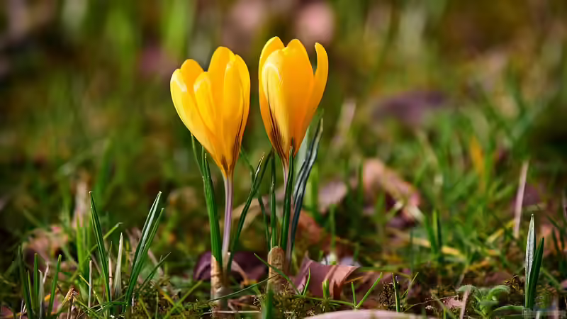 Frühblüher im Haus: Auspflanzen nach der Blüte