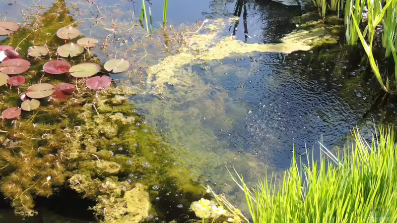 Frühe Algenblüte im Gartenteich: Welche Pflanzen helfen?