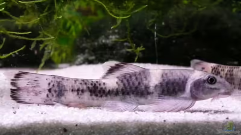 Aquarien mit Garra flavatra (Prachtalgenfresser)