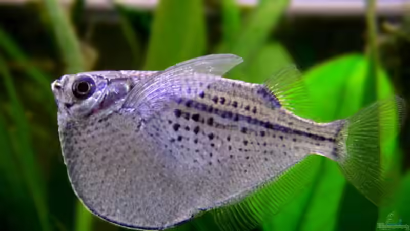 Gasteropelecus maculatus im Aquarium halten (Einrichtungsbeispiele für Gefleckter Beilbauchfisch) Gasteropelecus maculatus im Aquarium halten (Einrichtungsbeispiele für Gefleckter Beilbauchfisch)