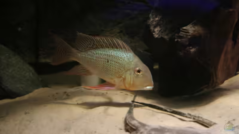 Geophagus altifrons – So leben die Erdfresser aus Südamerika in der Natur