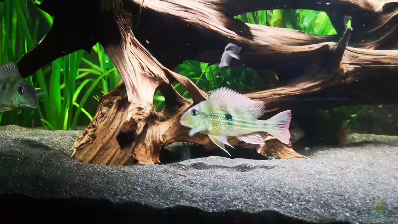 Aquarien mit Geophagus winemilleri (Rio Negro Erdfresser) Aquarien mit Geophagus winemilleri (Rio Negro Erdfresser)