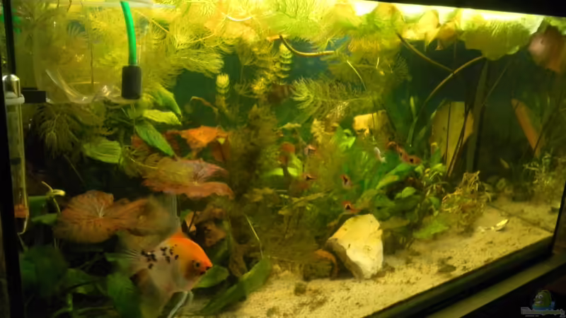 Gesamtansicht Gesselschaftsaquarium