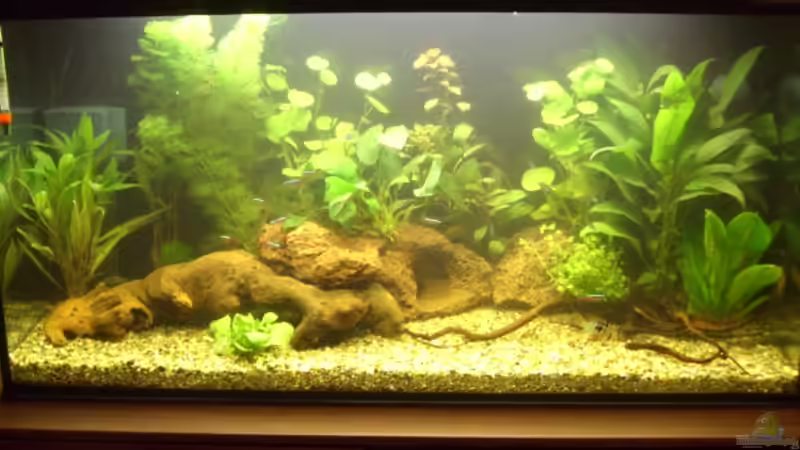 Gesamtansicht vom neueingerichteten Aquarium