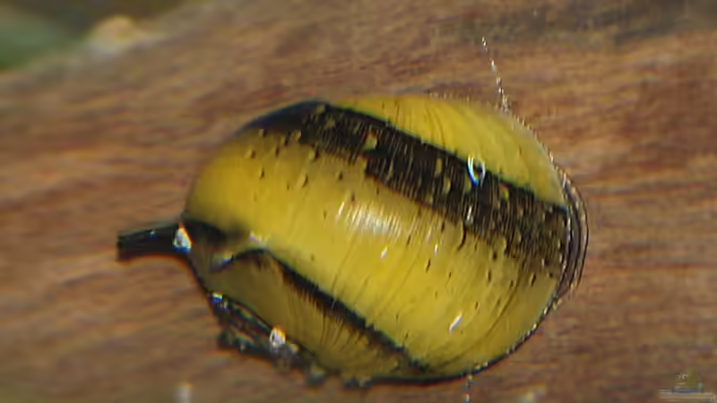 Aquarien mit Clithon corona (Sonnenschnecke) Aquarien mit Clithon corona (Sonnenschnecke)