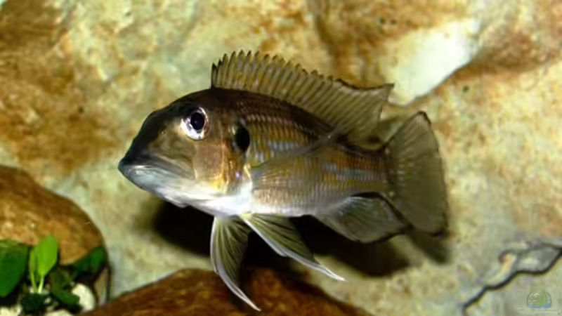 Aquarien mit Gnathochromis permaxillaris (Staubsauger-Cichlide) Aquarien mit Gnathochromis permaxillaris (Staubsauger-Cichlide)