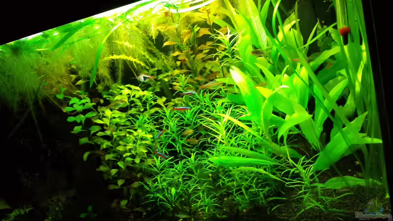 growth