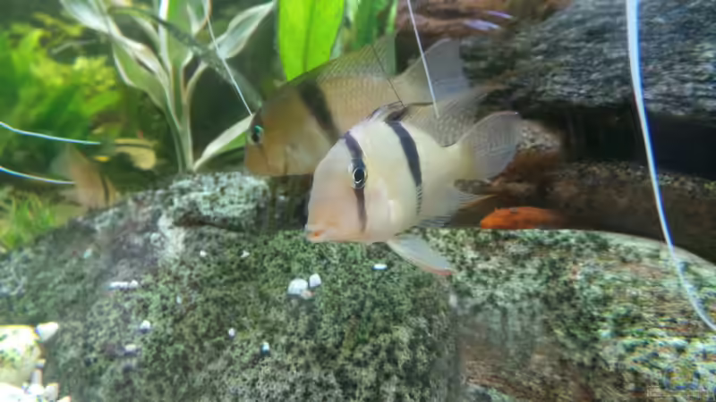 Guianacara geayi im Aquarium halten (Einrichtungsbeispiele für Geayi-Sattelfleckenbuntbarsch) Guianacara geayi im Aquarium halten (Einrichtungsbeispiele für Geayi-Sattelfleckenbuntbarsch)