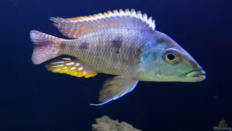Aquarium einrichten