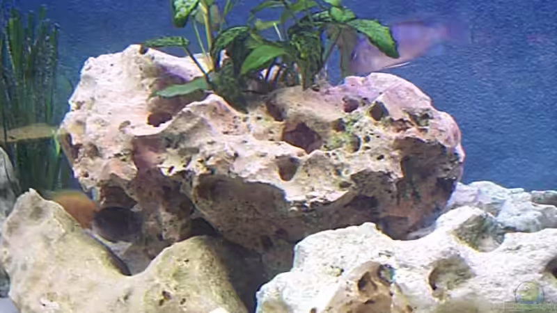 Aquarium einrichten