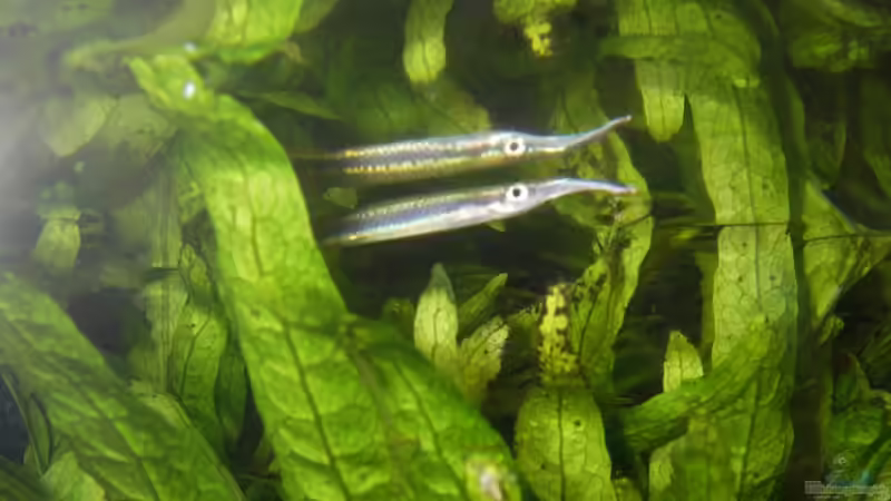 Hemirhamphodon tengah im Aquarium halten (Einrichtungsbeispiele für Neonstreifen-Halbschnäbler) Hemirhamphodon tengah im Aquarium halten (Einrichtungsbeispiele für Neonstreifen-Halbschnäbler)