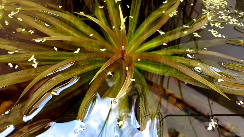 Habitate