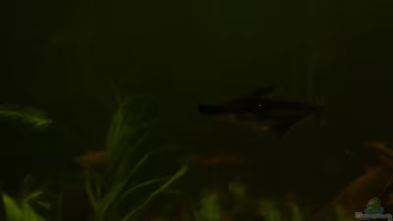 Einrichtungsbeispiele mit Haiwelsen (Pangasius hypophthalmus)