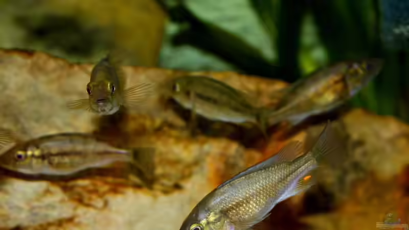Harpagochromis sp. "orange rock hunter" im Aquarium (Einrichtungsbeispiele für Harpagochromis sp. "orange rock hunter") Harpagochromis sp. "orange rock hunter" im Aquarium (Einrichtungsbeispiele für Harpagochromis sp. "orange rock hunter")