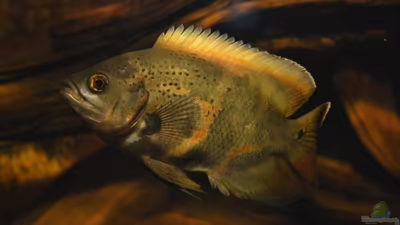 Hauptbild, Stand: 08-06-2011, Astronotus sp. `Bahia Red` oder ` Red Tail Bahia`