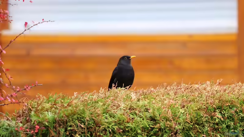 Hecken schneiden verboten: Warum der Naturschutz jetzt Vorrang hat
