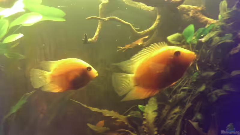 Aquarien mit Heros severus (Maulbrüter Augenfleckbuntbarsch)