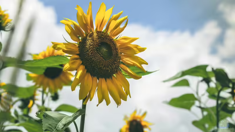 Hochsommer im Garten: Das solltest du beachten