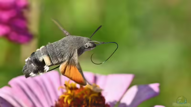 Hochsommer im Garten: Das solltest du beachten
