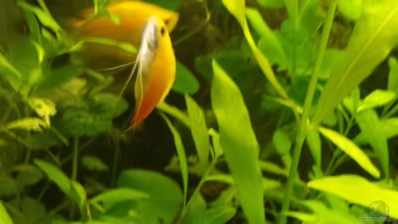 Aquarien für Trichogaster chuna (Honiggurami) Aquarien für Trichogaster chuna (Honiggurami)