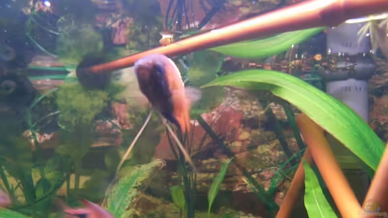 Bambus als Deko im Aquarium (Einrichtungsbeispiele mit Bambus) Bambus als Deko im Aquarium (Einrichtungsbeispiele mit Bambus)