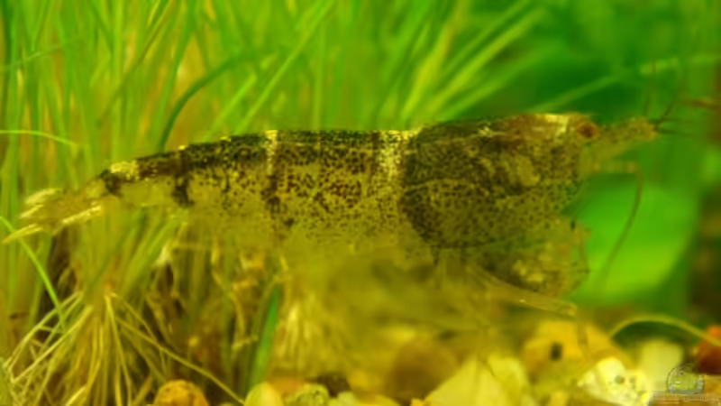 Einrichtungsbeispiele für Aquarien mit Hummelgarnelen (Caridina breviata)