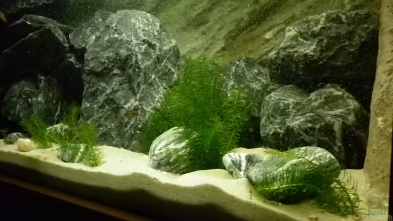 Hydrilla verticillata im Gartenteich pflegen (Einrichtungsbeispiele für Grundnessel) Hydrilla verticillata im Gartenteich pflegen (Einrichtungsbeispiele für Grundnessel)