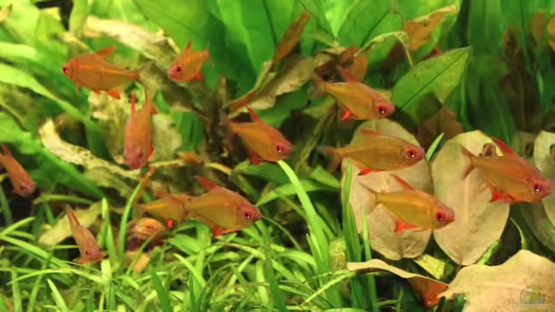 Einrichtungsbeispiele mit Zitronensalmlern (Hyphessobrycon pulchripinnis) Einrichtungsbeispiele mit Zitronensalmlern (Hyphessobrycon pulchripinnis)