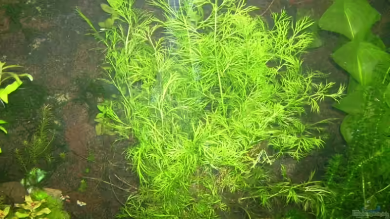 Indischer Wasserwedel im Aquarium pflegen (Einrichtungsbeispiele für Hygrophila difformis)