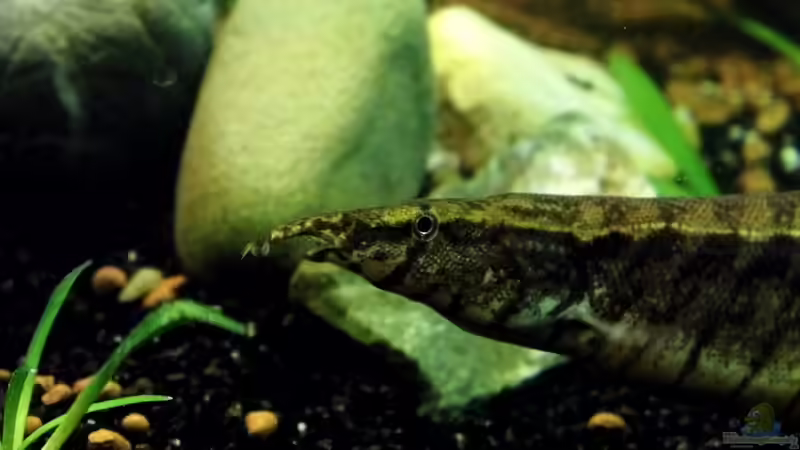 Aquarien mit Macrognathus pancalus (Einrichtungsbeispiele für Indischer Zwergstachelaal)