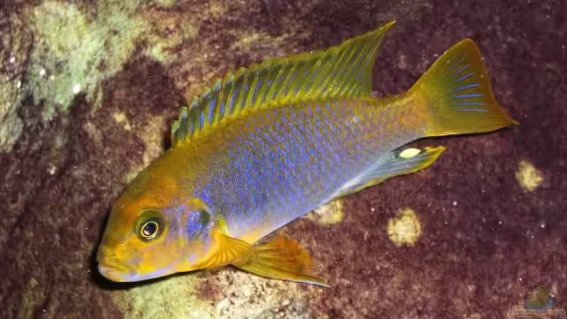 Einrichtungsbeispiele mit Iodotropheus sprengerae Einrichtungsbeispiele mit Iodotropheus sprengerae