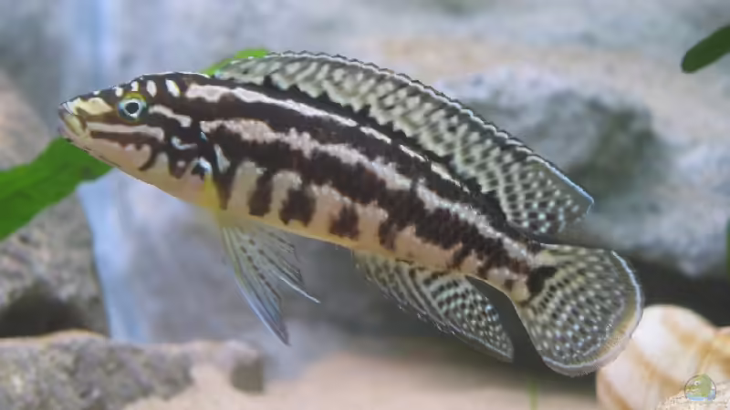 Einrichtungsbeispiele für Aquarien mit Julidochromis-Arten Einrichtungsbeispiele für Aquarien mit Julidochromis-Arten