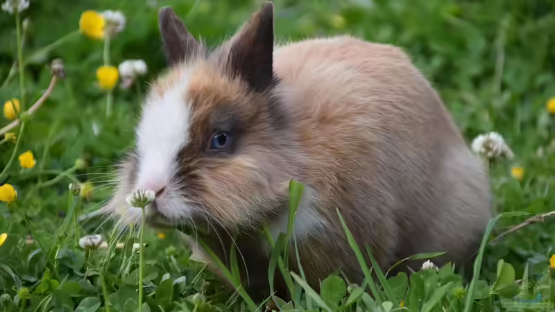 Kaninchen: Woher stammen die beliebten Haustiere?