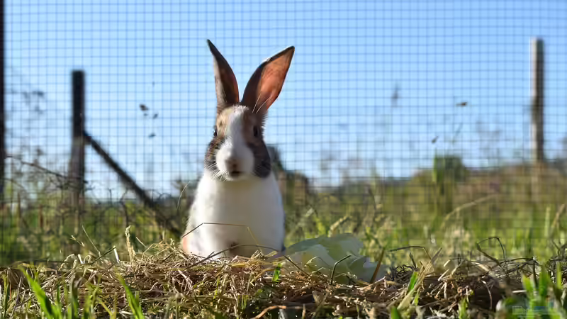 Kaninchen: Woher stammen die beliebten Haustiere?