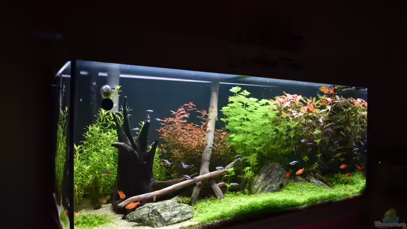 Kauf-Beratung: Soll es ein Aquarium-Komplettset sein?