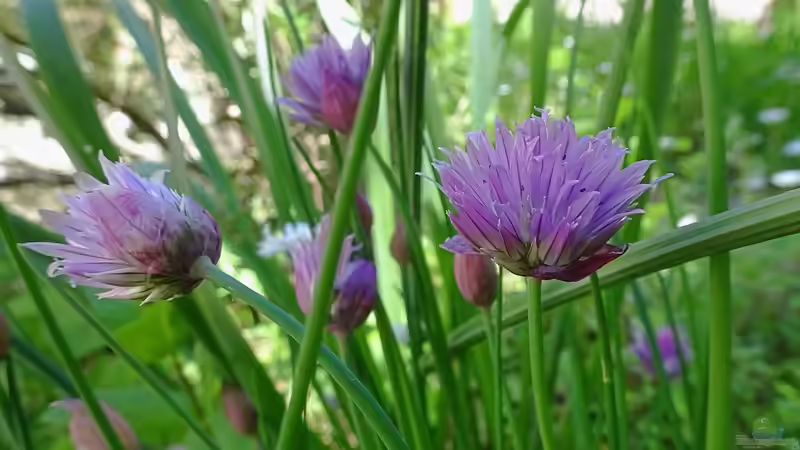 Kleine Schritte zu mehr Nachhaltigkeit im Garten: Was kannst du mit einfachen Mitteln erreichen kannst