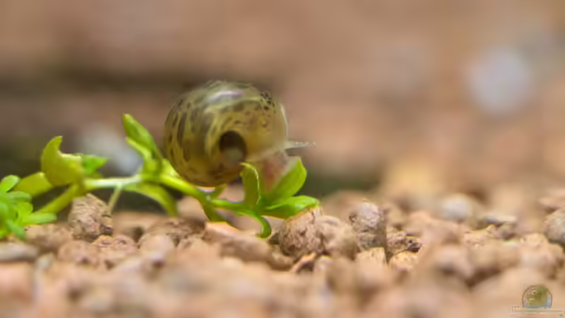 Aquarien mit Planorbella duryi (Kleine Posthornschnecke) Aquarien mit Planorbella duryi (Kleine Posthornschnecke)