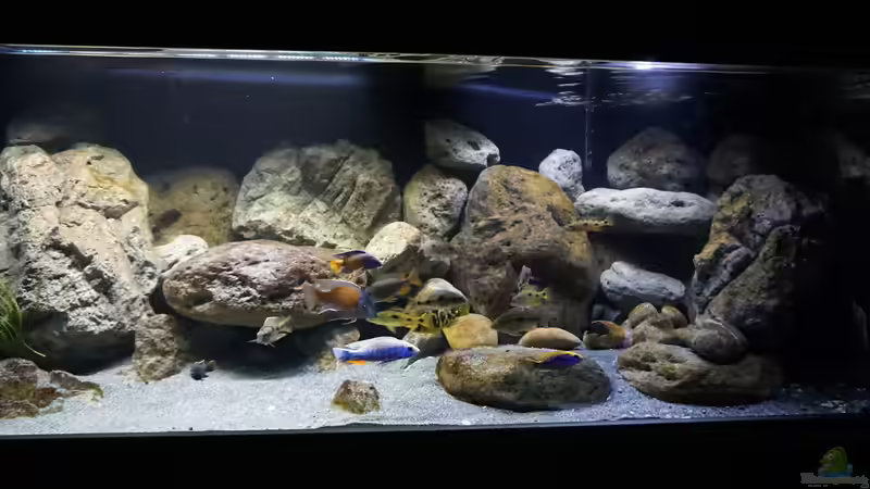 Können Fische im Aquarium ohne Pflanzen leben?