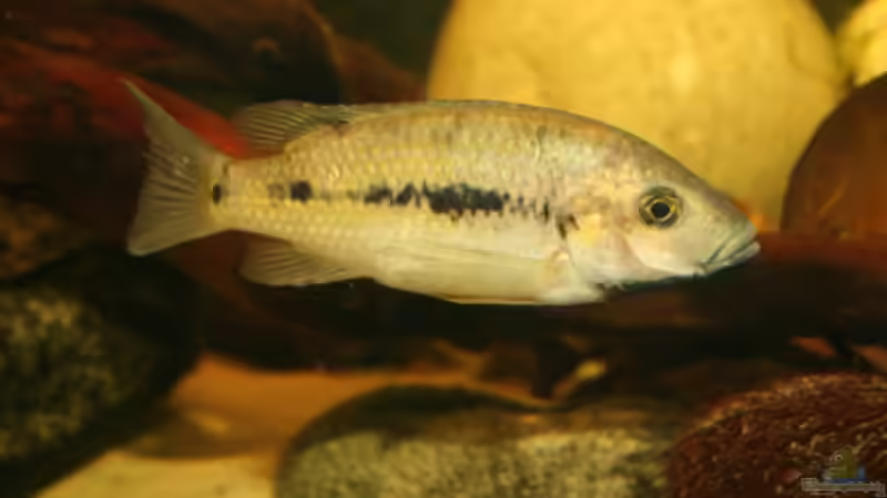 Konia im Aquarium halten (Einrichtungsbeispiele für Konia-Arten)