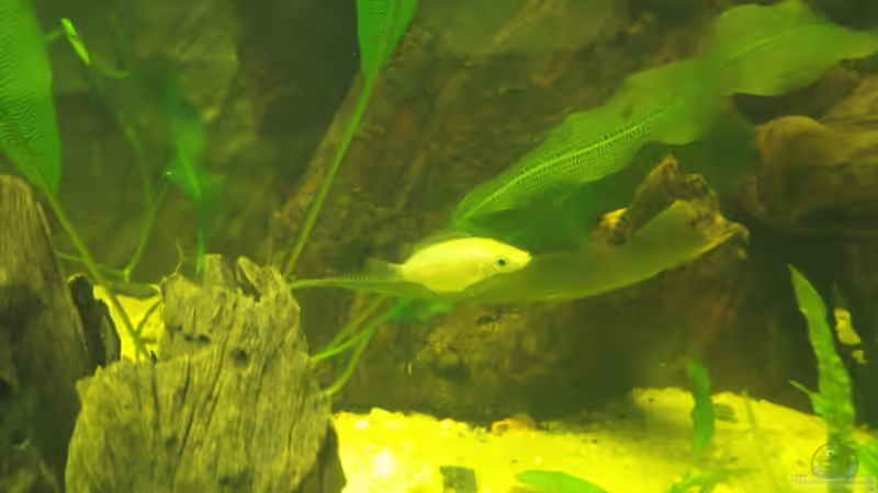 Aquarien mit Helostoma temminckii (Küssender Gurami) Aquarien mit Helostoma temminckii (Küssender Gurami)