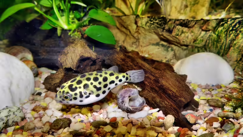 Kugelfische gegen Schnecken halten: Was spricht dafür und was dagegen?