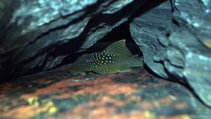 Aquarien mit Hemiancistrus subviridis (L 200) Aquarien mit Hemiancistrus subviridis (L 200)