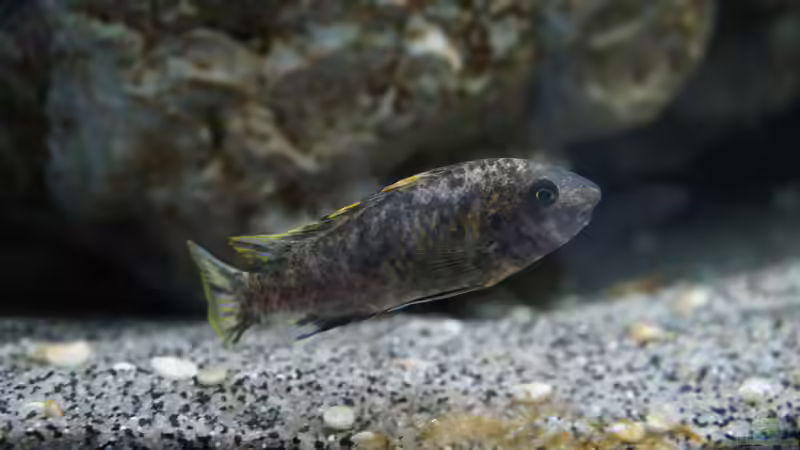 Einrichtungsbeispiele für ein Aquarium mit Labeotropheus fuelleborni (Schabemaulbuntbarsch)